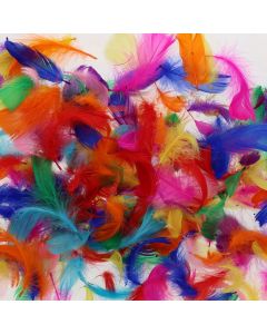 CRAFT EXOTIC FEATHERS ASSORTED
